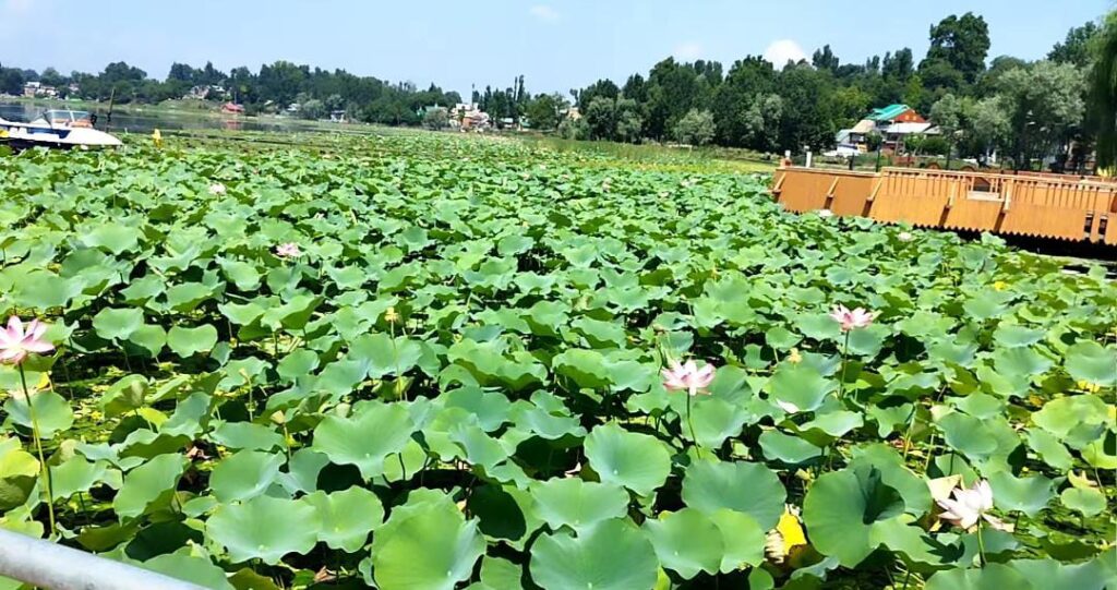 manasbal lake lotus