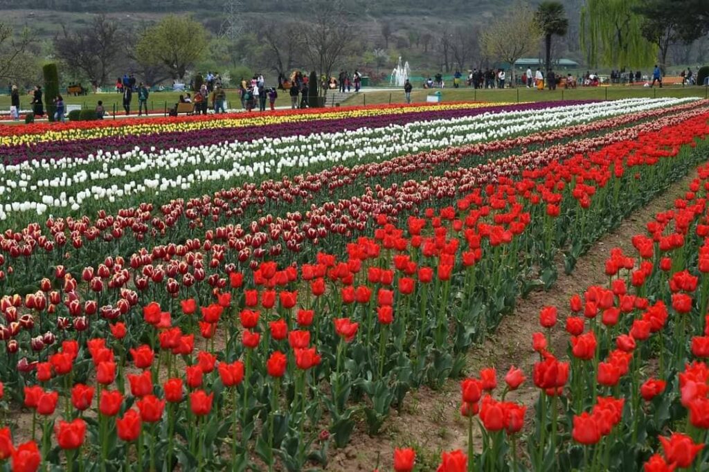 tulip garden srinagar