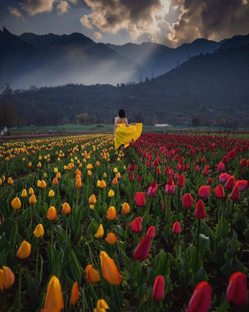 tulip garden kashmir